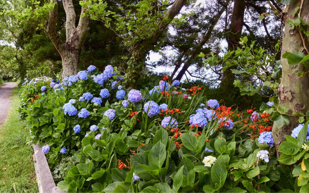 Inauguração Centro de Dia dos Flamengos e Jardim Botânico do Faial